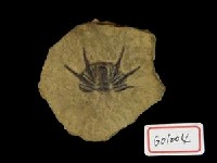 藏品(小型三葉蟲化石)的圖片